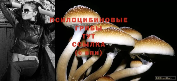 дживик Майский